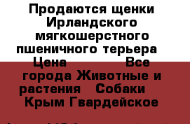 Продаются щенки Ирландского мягкошерстного пшеничного терьера › Цена ­ 30 000 - Все города Животные и растения » Собаки   . Крым,Гвардейское